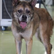 人が大好き💑スリスリ犬のからあげクン
