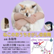 第43回ねこのおうちさがし@忠岡
