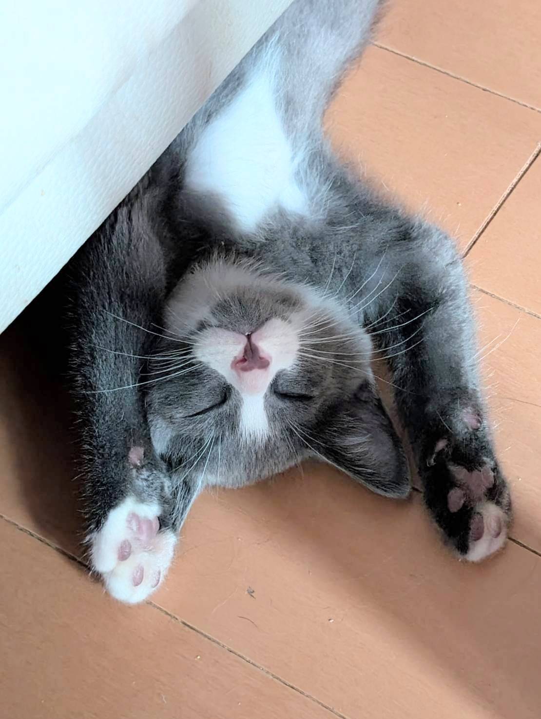 in江南市☆子猫祭り☆保護猫達をオウチに迎えよう☆2025年7月13日（日）～ 非営利団体「ちーむ にゃいんず」