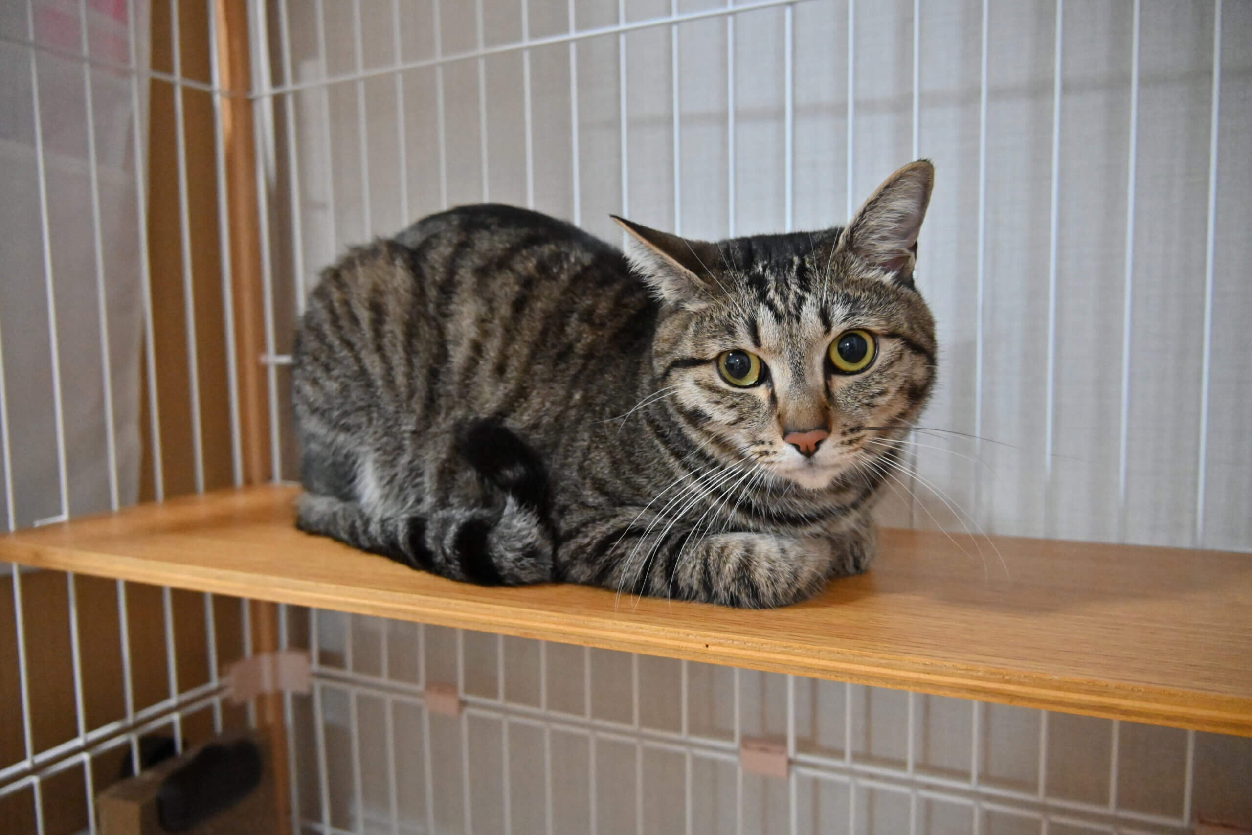 コマメ：人といられれば幸せ。猫馴れ訓練中