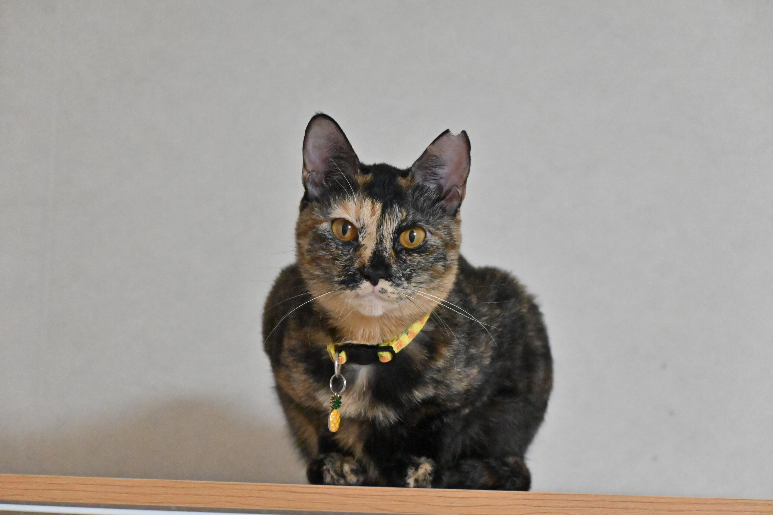 ひめ：人が大好き！　猫には強気
