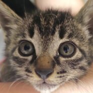 アミ：子猫なのにしっかり者で大物になる予感？