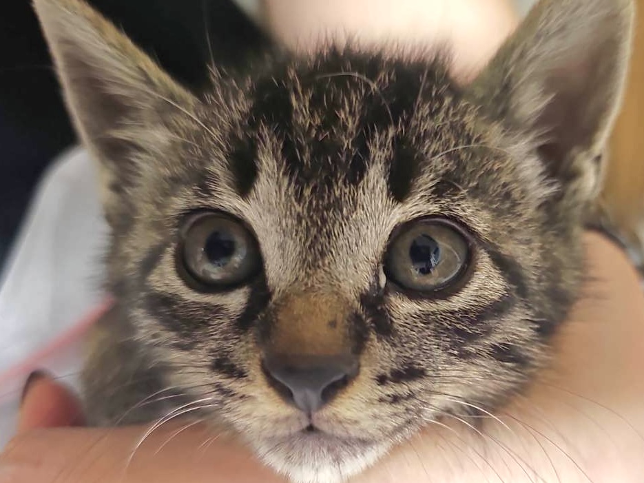 アミ：子猫なのにしっかり者で大物になる予感？