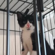 ⭐️8月3日参加猫⭐️ナムル⭐️黒ハチワレ⭐️3ヶ月の男の子