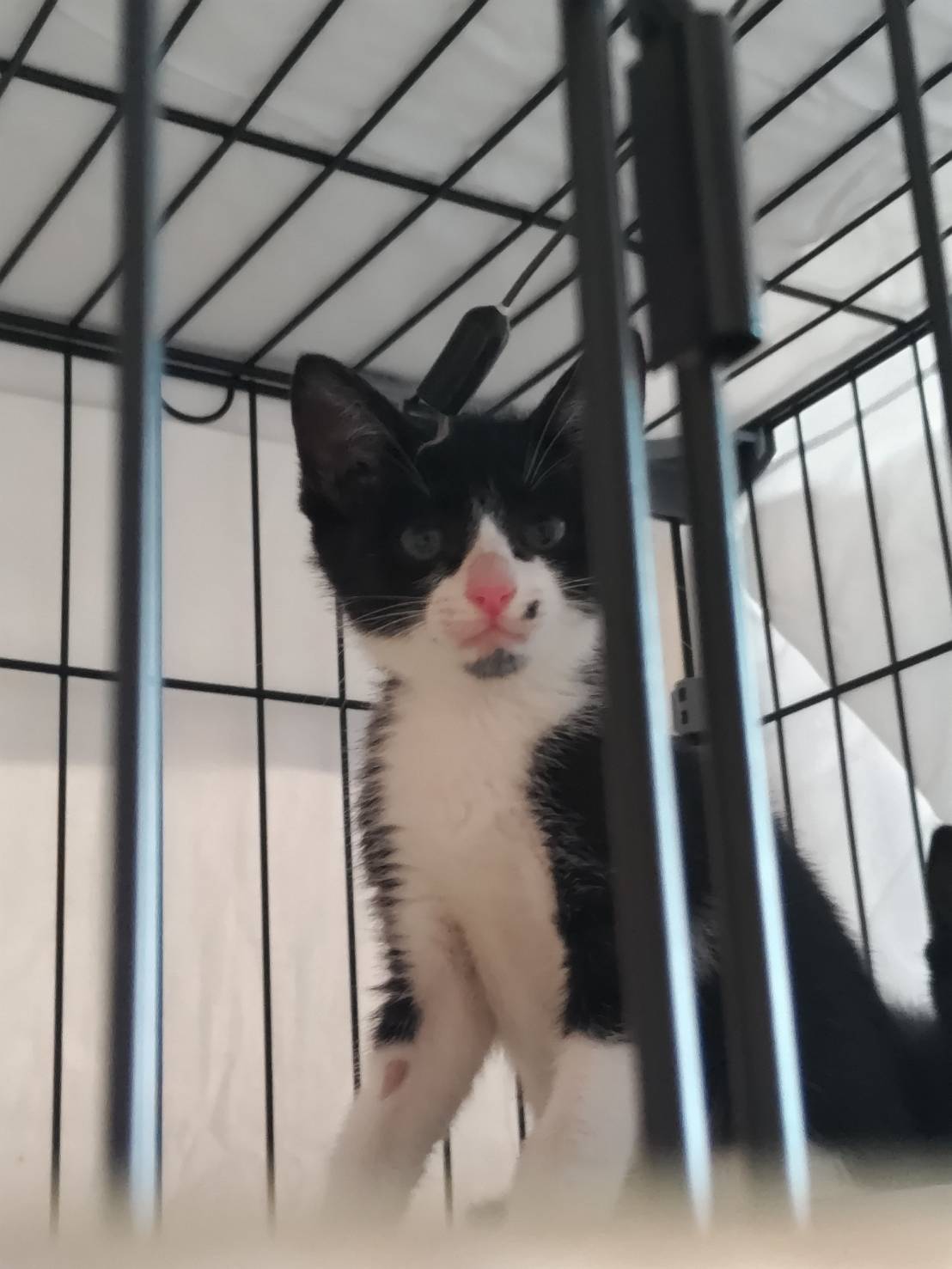 ⭐️8月3日参加猫⭐️ナムル⭐️黒ハチワレ⭐️3ヶ月の男の子