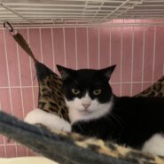 8月3日参加猫⭐️大阪府堺市⭐️ニック⭐️６歳の男の子