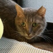 ⭐️8月3日参加猫⭐️グレイちゃん⭐️ サバトラ⭐️３歳の女の子
