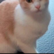 ⭐️8月3日参加猫⭐️シナモン⭐️白三毛⭐️２歳の女の子
