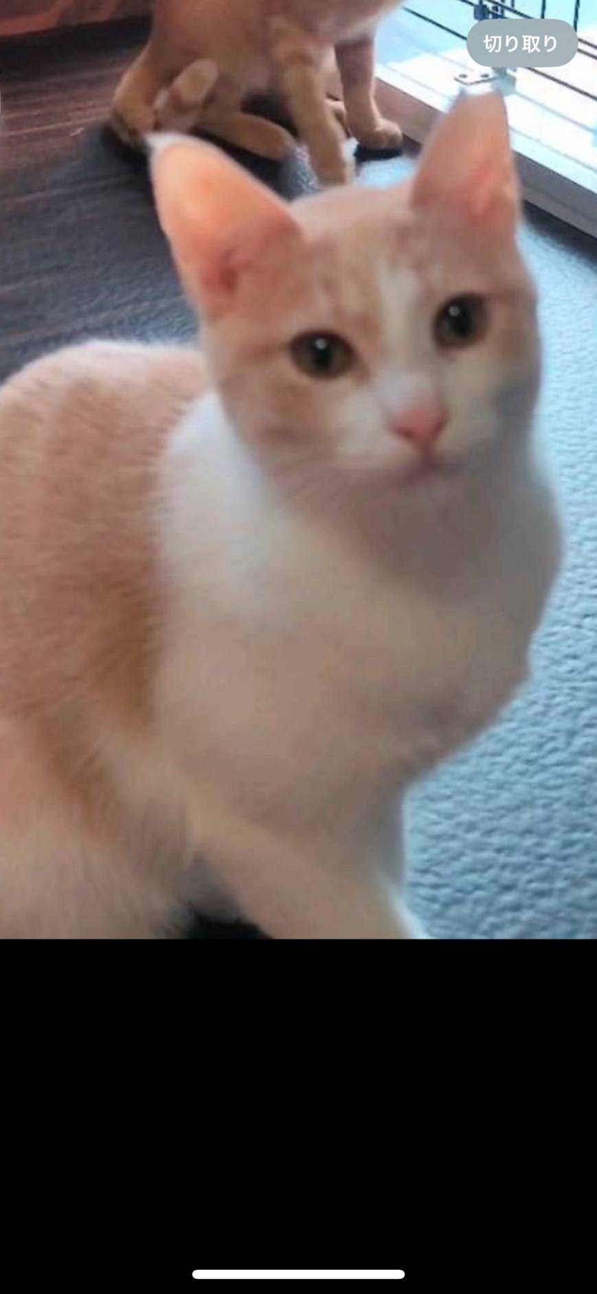 ⭐️8月3日参加猫⭐️シナモン⭐️白三毛⭐️２歳の女の子