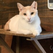 ⭐️8月3日参加猫⭐️水玉⭐️白三毛⭐️２歳の女の子