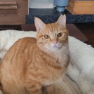 ⭐️8月3日参加猫⭐️チャコ⭐️茶トラ⭐️２歳の女の子