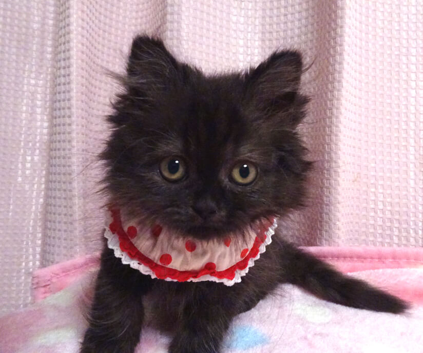 おっとり♪長毛スコティシュ★ペコちゃん２カ月