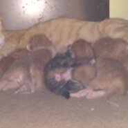 びっくり７匹の子猫