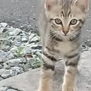 可愛がって下さる里親さんを募集しています。