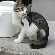 可愛がって下さる里親さんを募集しています。