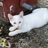 生後4か月の白の子猫