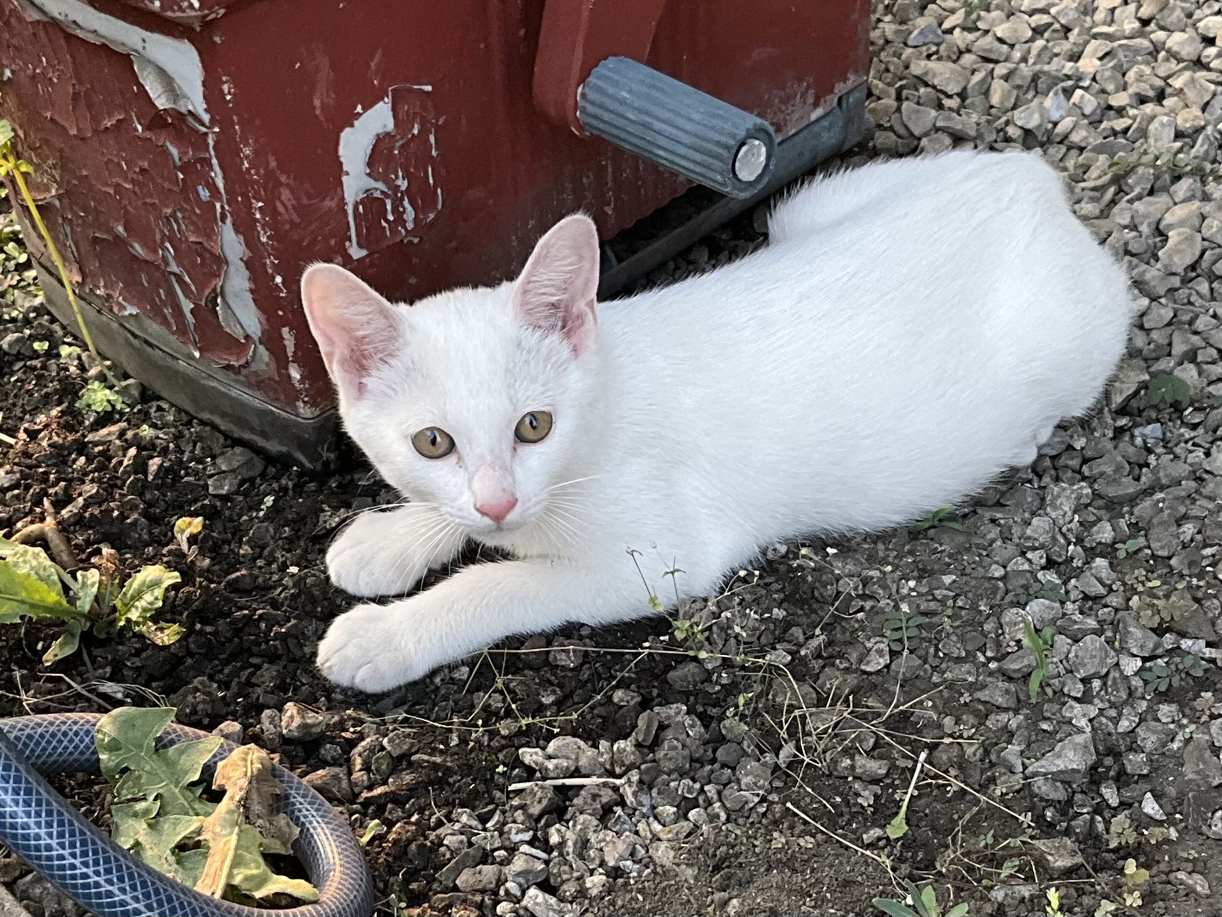 生後4か月の白の子猫