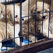 トイプー子犬1.5ヶ月