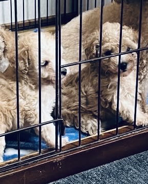 トイプー子犬1.5ヶ月