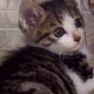 可愛い❤️子猫ちゃんの里親募集