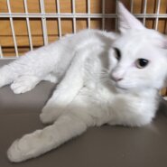 1歳くらいの白猫（おとこのこ）
