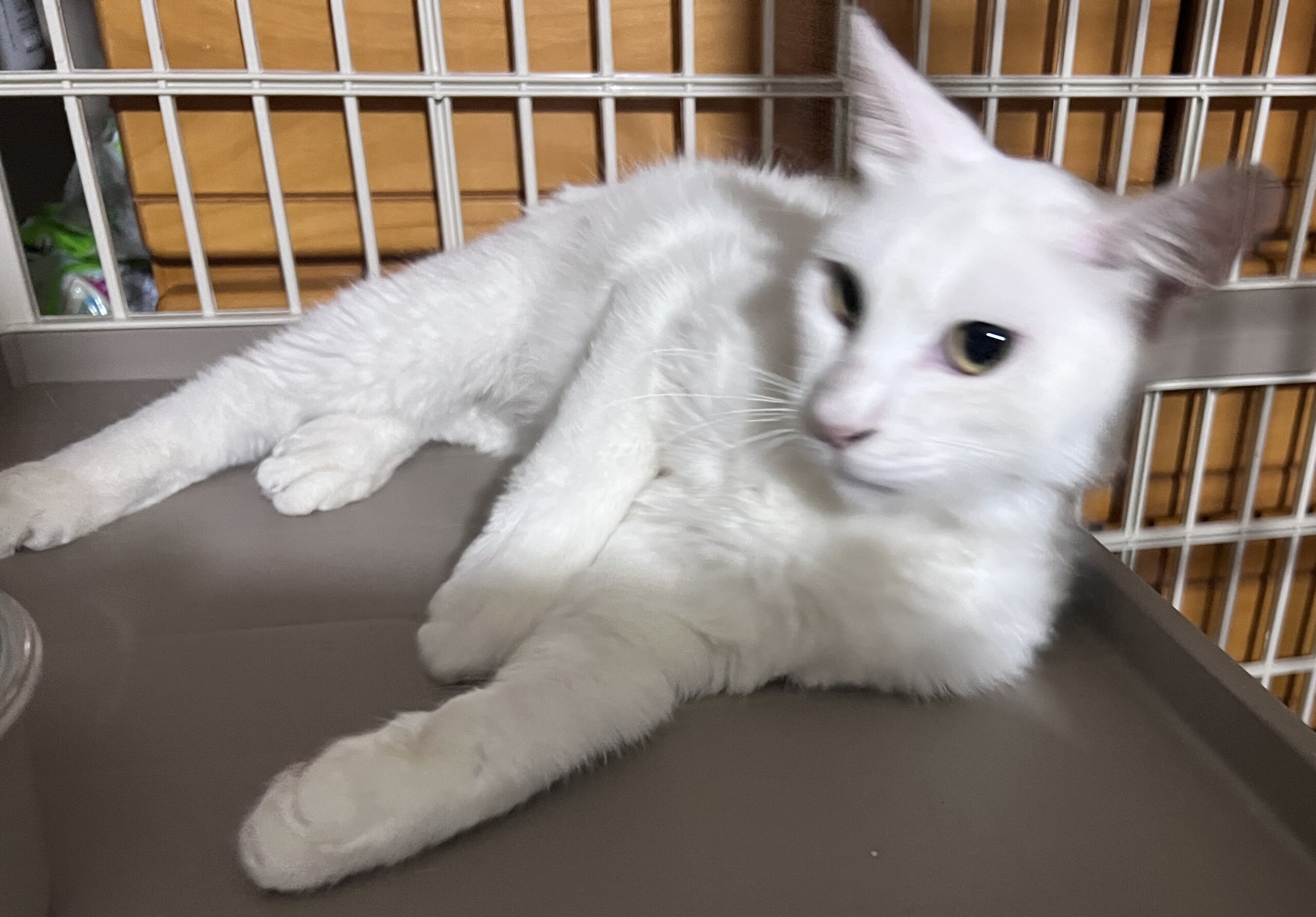 1歳くらいの白猫（おとこのこ）