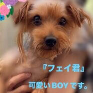 フェイ君