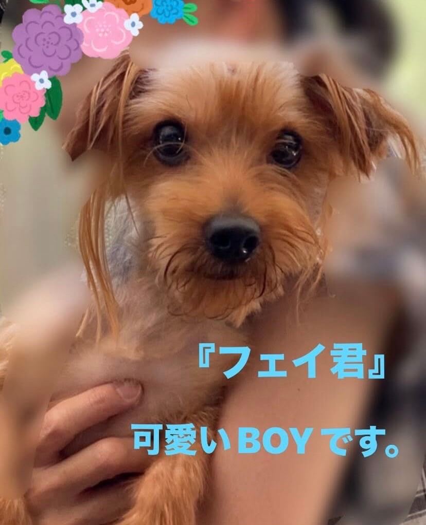 フェイ君