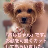 パルちゃん