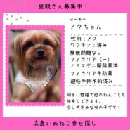 ノクちゃん