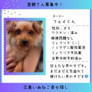 フェイ君