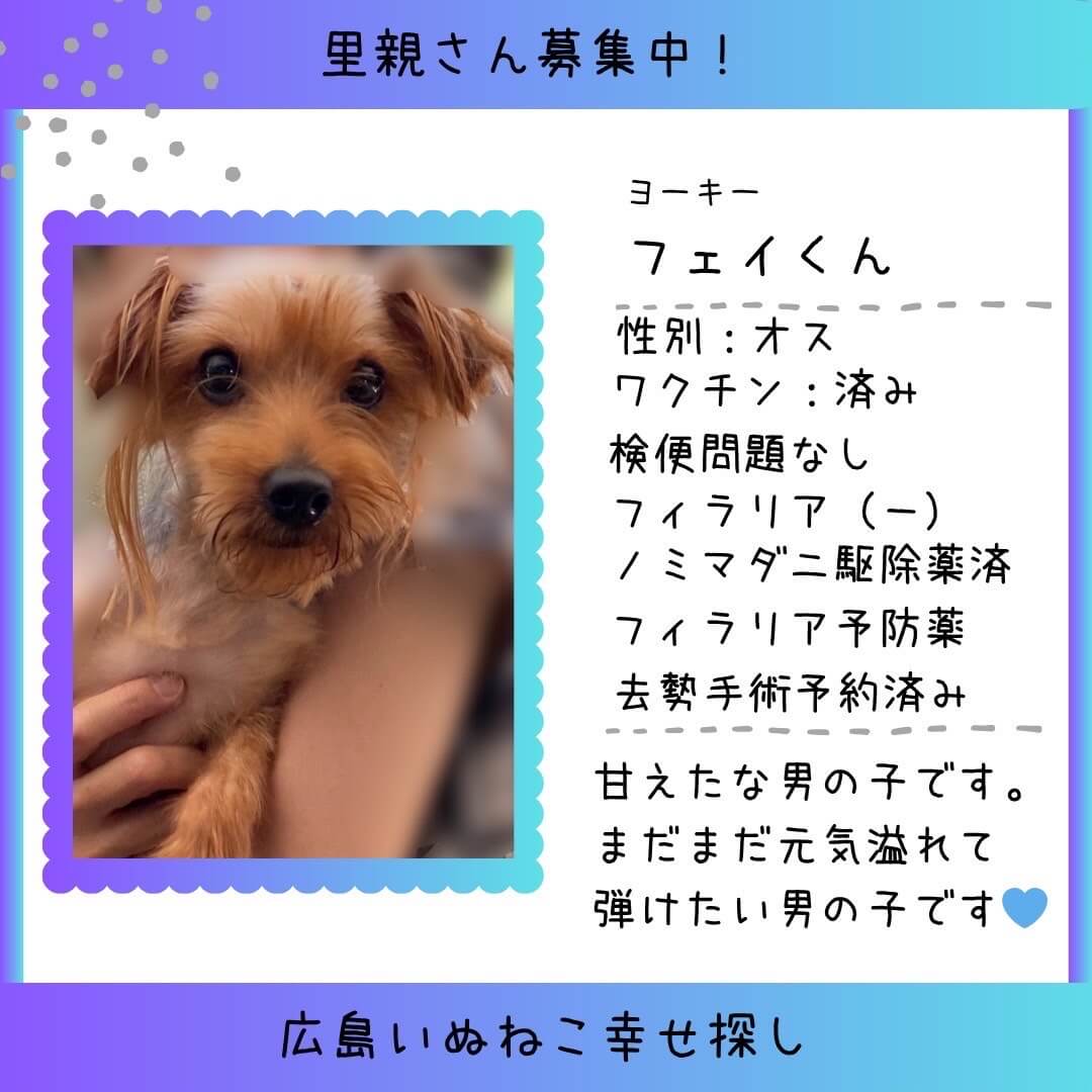 フェイ君