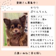 ぷりんちゃん
