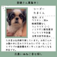 たまちゃん