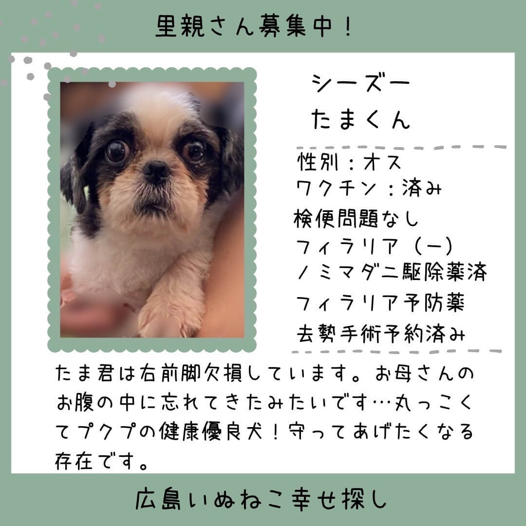 たまちゃん