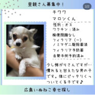 マロン君