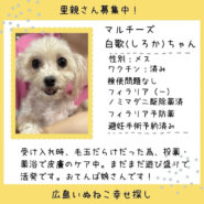白歌(しろか)ちゃん
