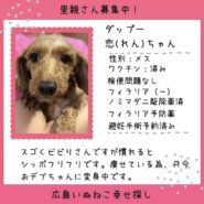 恋(れん)ちゃん