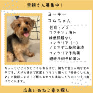 コムちゃん