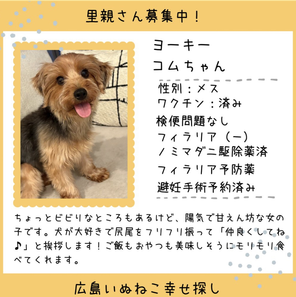 コムちゃん