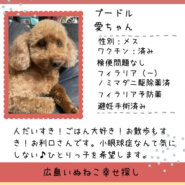 愛ちゃん