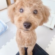 もうすぐ6ヶ月のトイプー、男の子です
