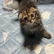 スコティッシュフォールド子猫