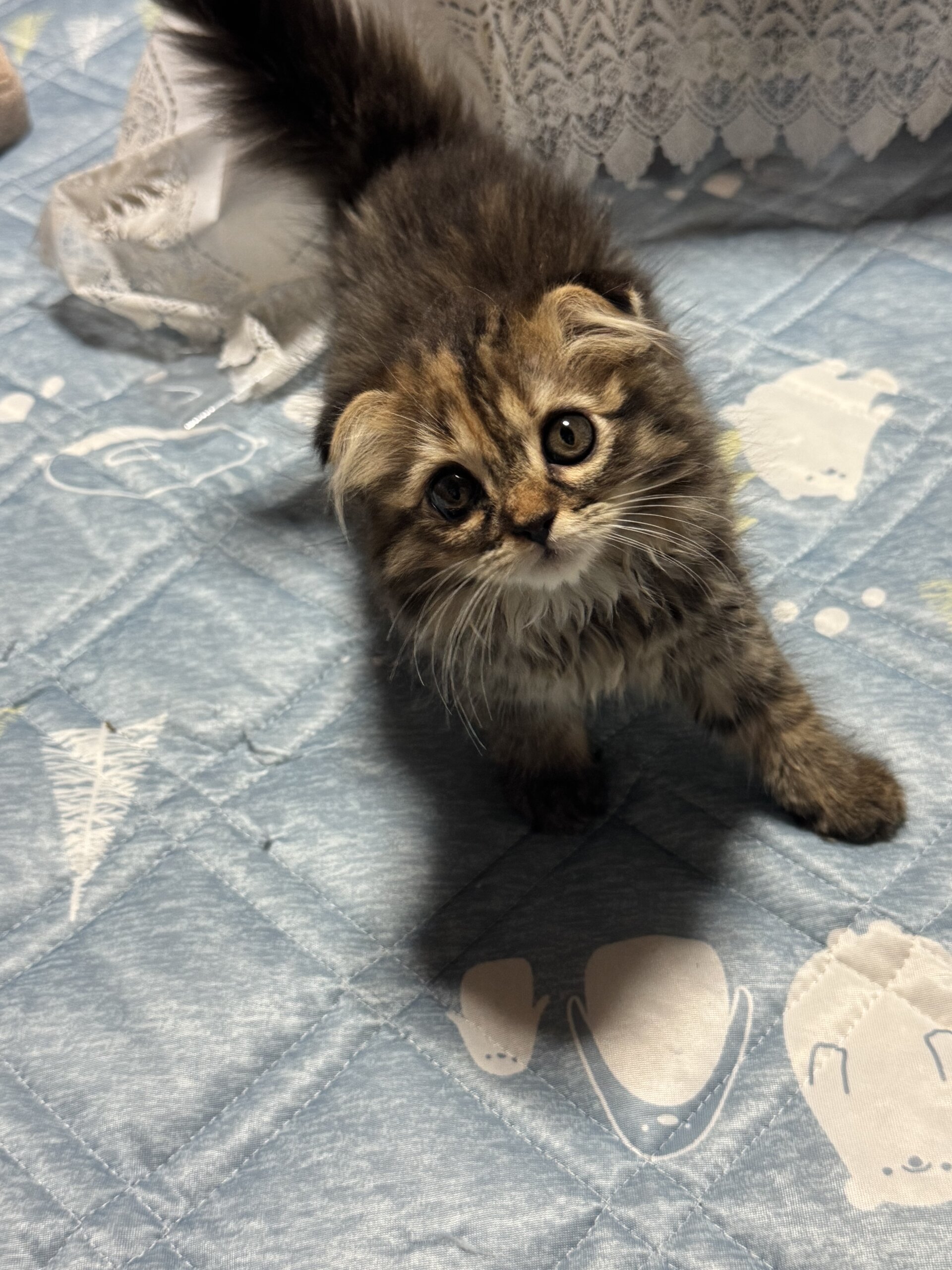 スコティッシュフォールド子猫