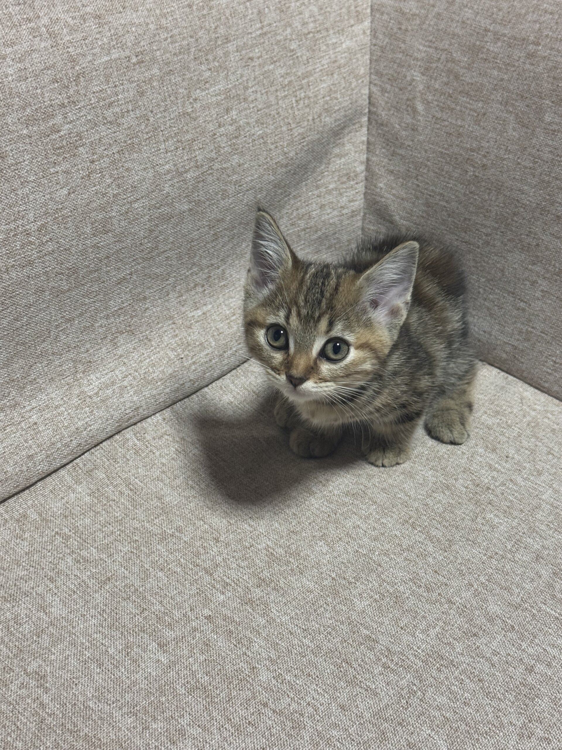 マンチカン2ヶ月女の子