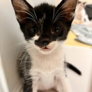 生後1ヶ月前後の子猫（女の子）