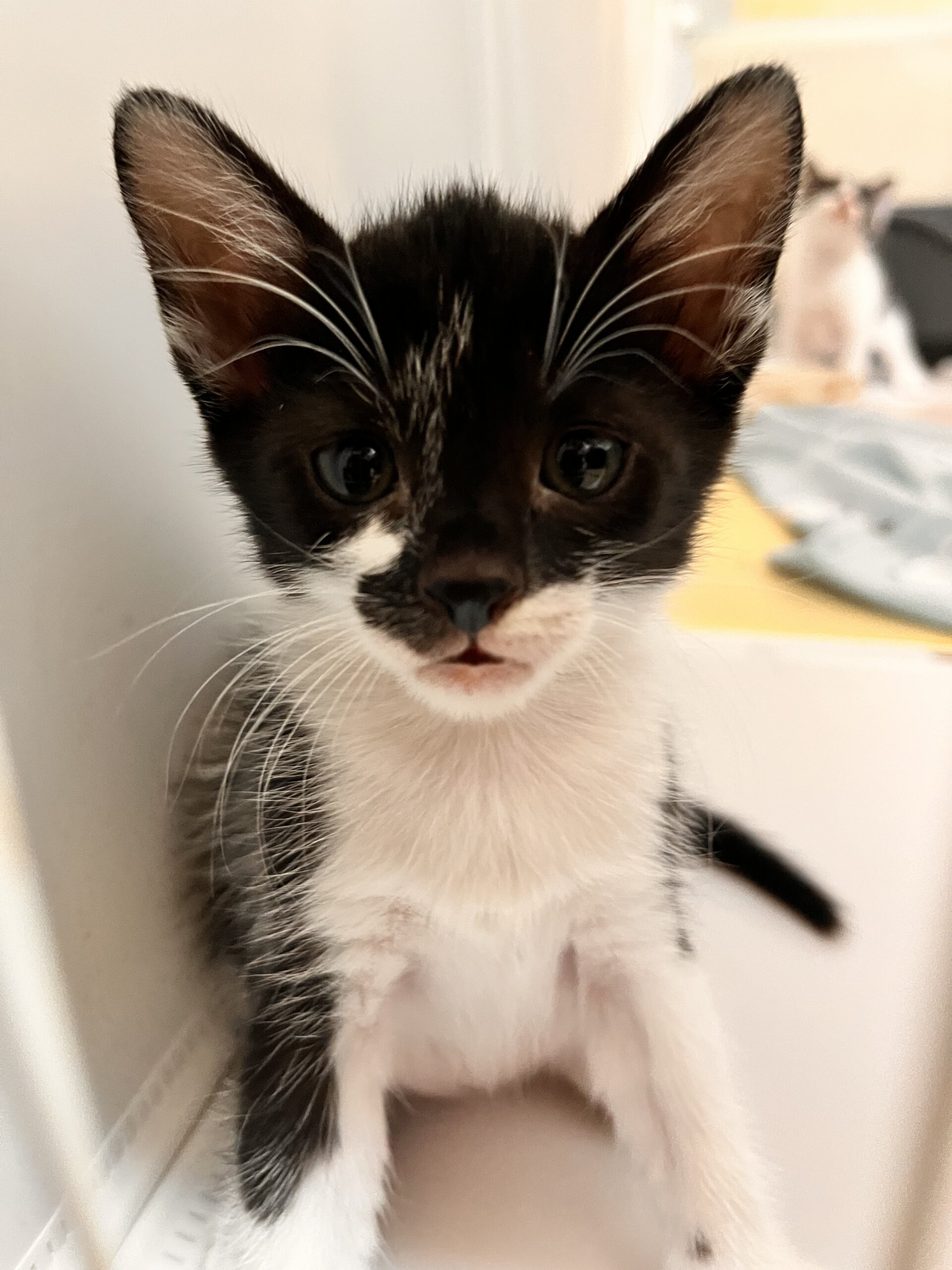 生後1ヶ月前後の子猫（女の子）