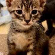 生後1ヶ月前後の子猫（男の子）