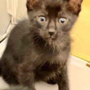 生後1ヶ月前後の子猫（男の子）