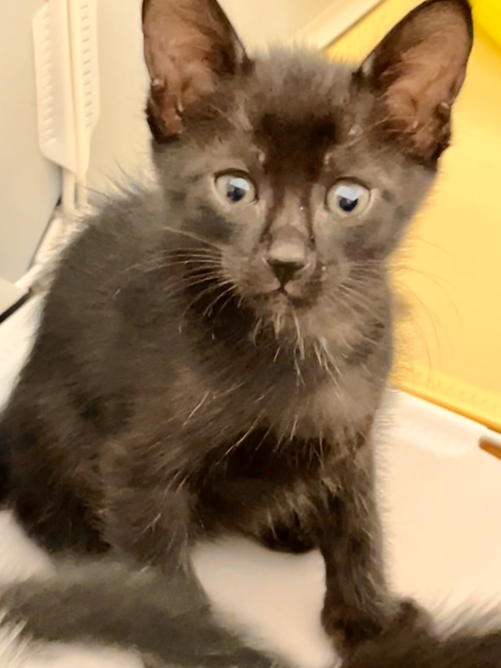 生後1ヶ月前後の子猫（男の子）